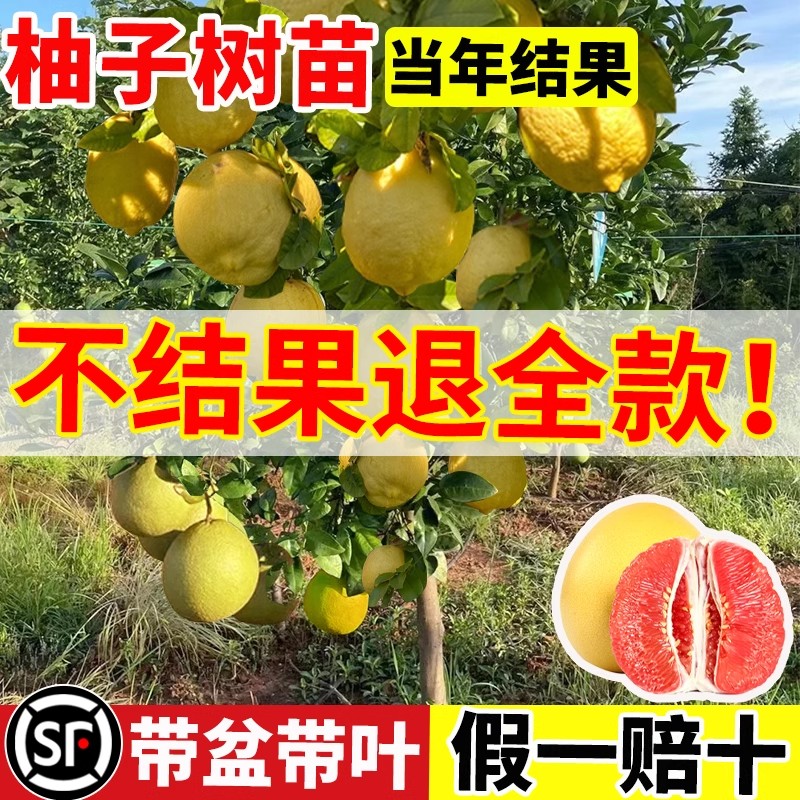 柚子树苗果树果苗盆栽嫁接红心柚子沙田柚子树大树苗庭院南方种植图片