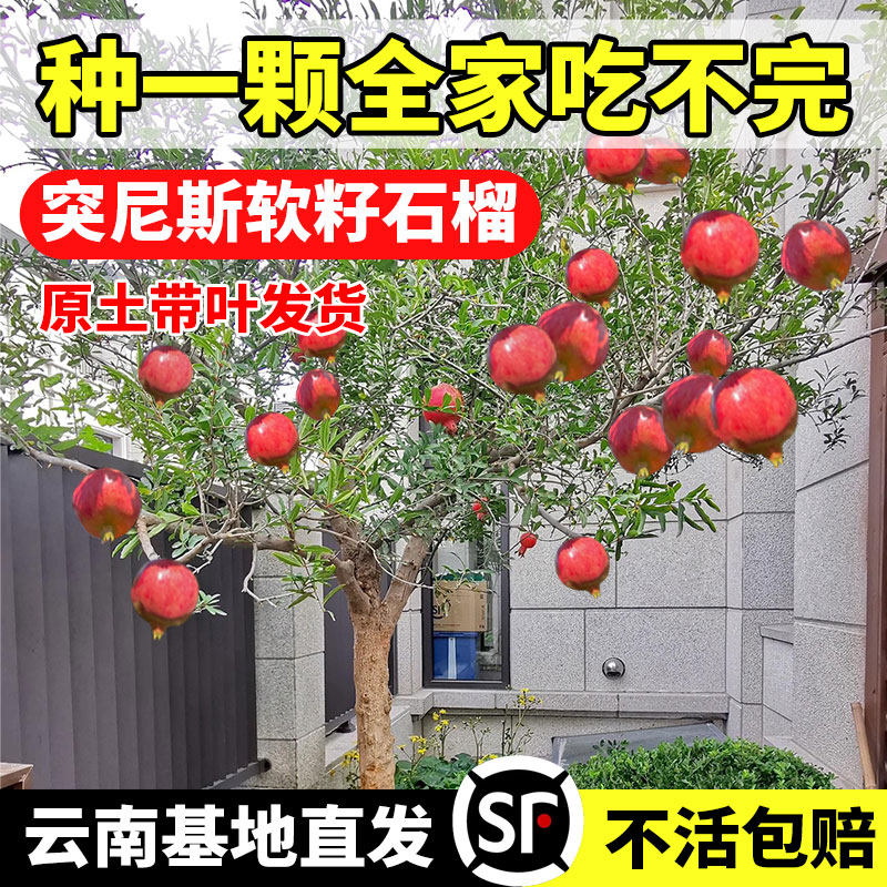 石榴树突尼斯软籽盆栽庭院