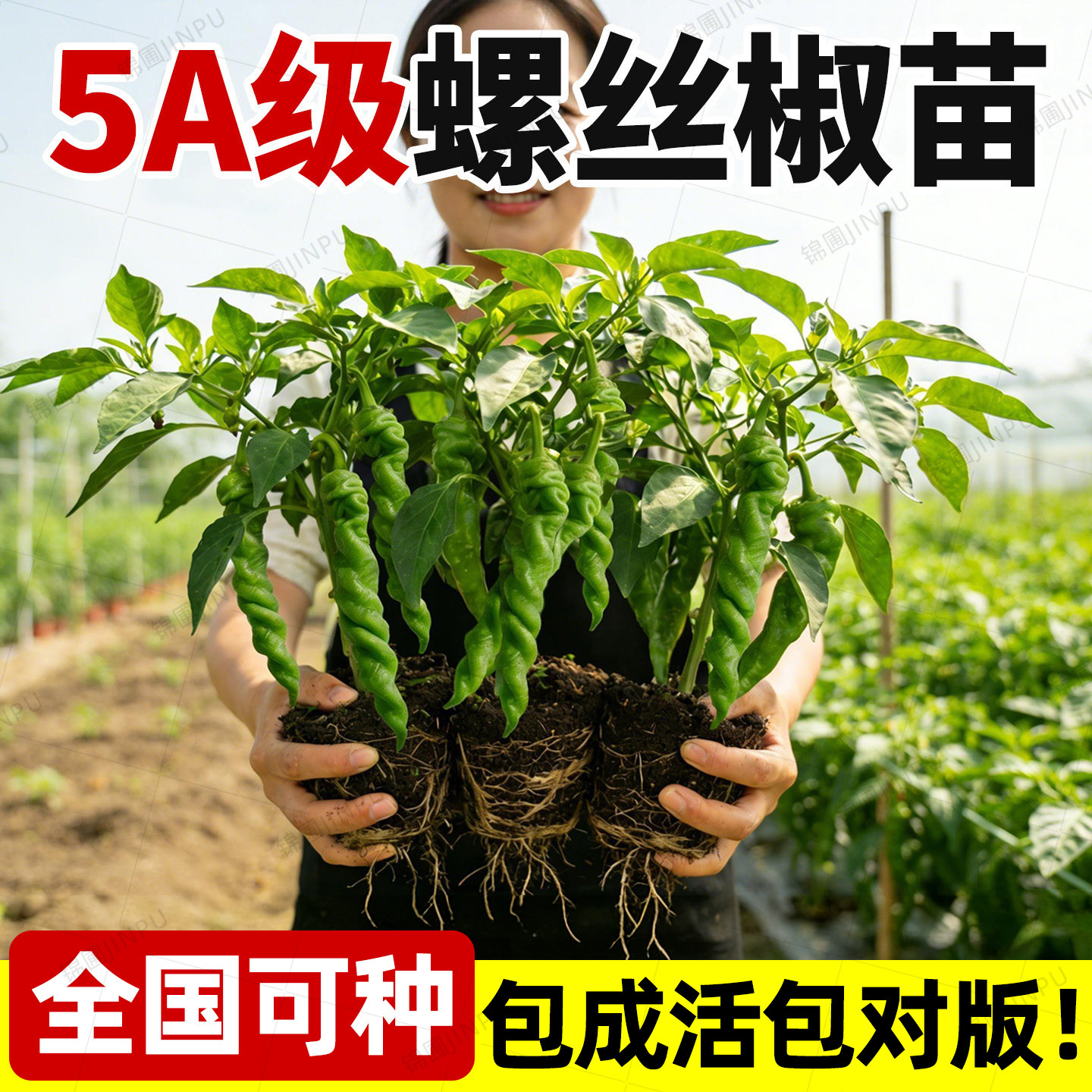 【热销榜top产品】辣椒苗图片
