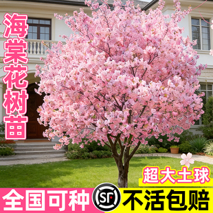 海棠花树苗高杆特大西府垂丝海棠树庭院别墅地栽室外四季花卉苗木