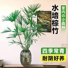 金山棕竹水培植物盆栽大型室内桌面水竹子客厅耐阴好养鲜花卉绿植
