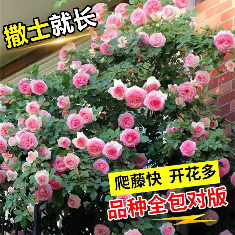 玫瑰花种籽四季盆栽植物易爆