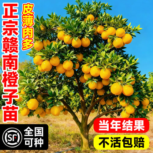 【爆款热销5万+】柚子树苖红肉