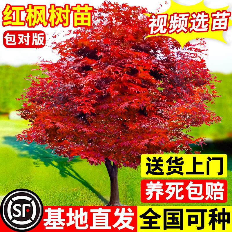 特大红枫树苗日本红舞姬老桩盆景