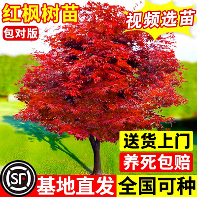 特大红枫树苗日本红舞姬老桩盆景