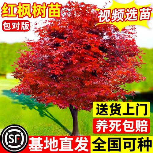 特大红枫树苗日本红舞姬老桩盆景