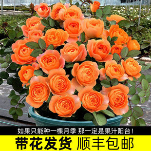 果汁阳台月季盆栽花苗特大花苗四季花卉玫瑰带花苞阳台植物红果汁