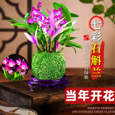 七彩香水石斛兰盆栽带花室内好养浓香型精品兰花净化空气花卉绿植