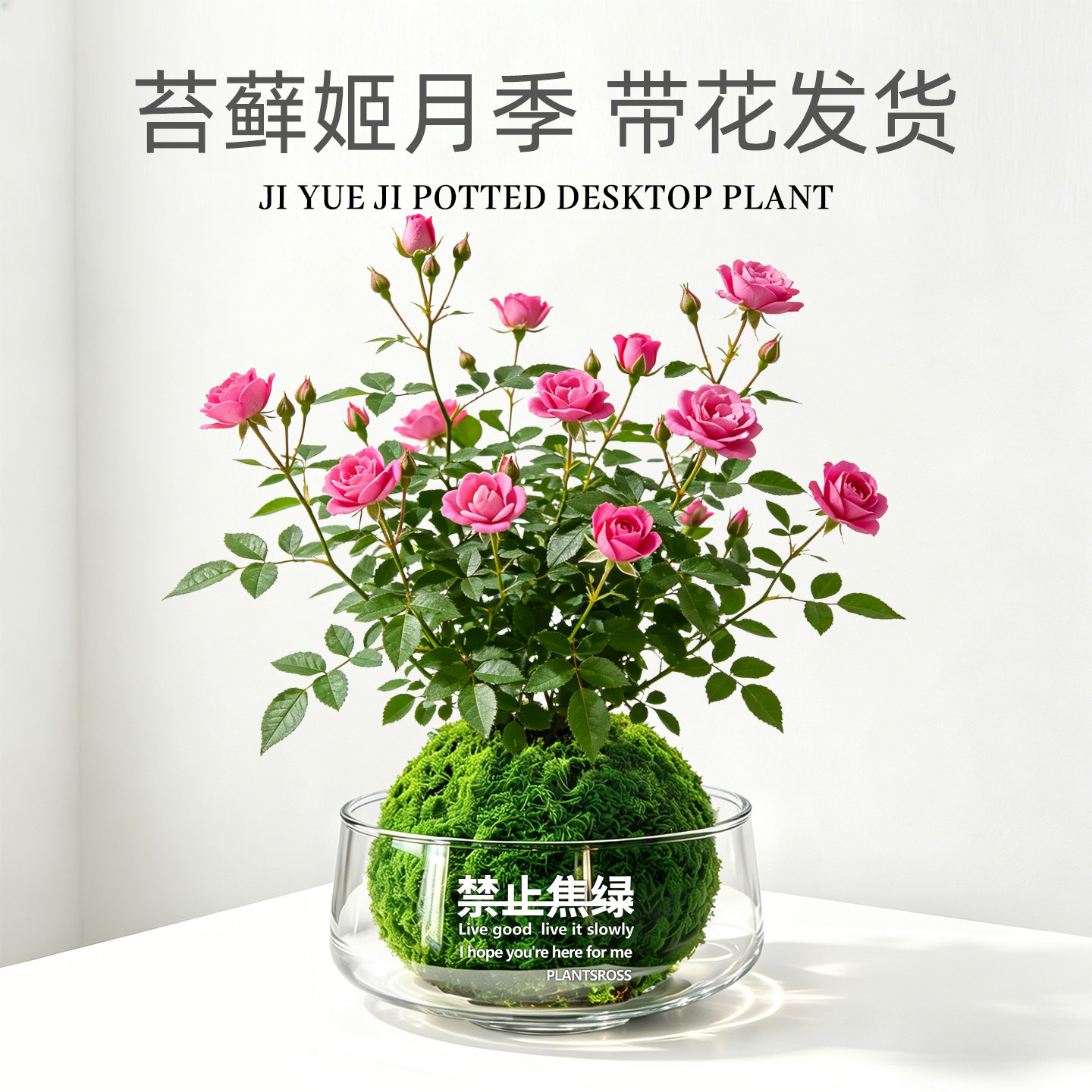 姬月季苔藓球超微月季花水培植物办公室内迷你小盆栽桌面花卉绿植