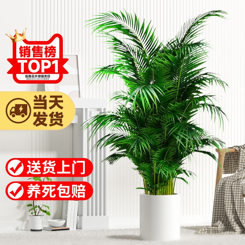 定制散尾葵凤尾竹大型绿植吸甲醛植物盆栽室内客厅四季常青夏威夷