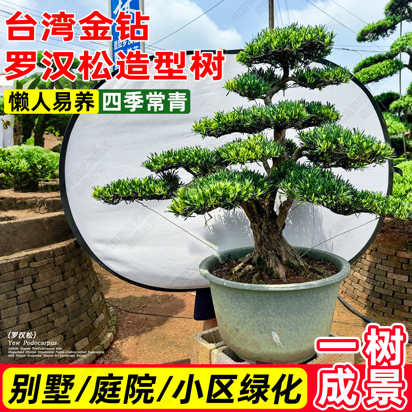 大门口罗汉松庭院家宅招财造型盆景老桩苗木四季常青黄杨红花继木