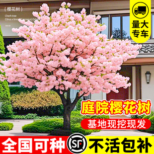 特大日本樱花树苗庭院绿化工程风景树花卉植物南北方室外耐寒种植
