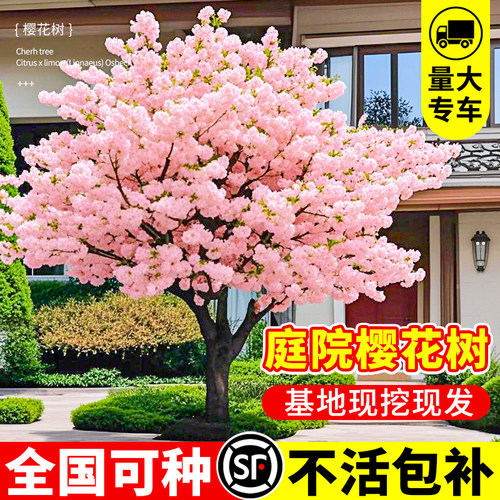 【爆款热销10万+】樱花树苗带花