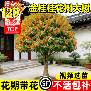 金桂桂花树大树庭院别墅地栽原生四季桂老桩室外南北方耐寒绿植物