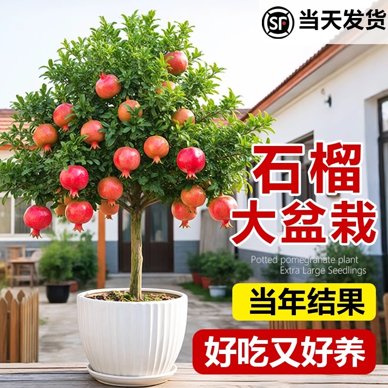 石榴树苗嫁接果树苗庭院盆栽地栽软籽无籽石榴苗南方北方种植结果