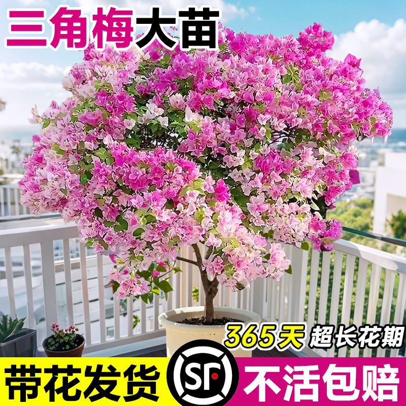 三角梅树苗盆栽带花苞绿樱三角梅