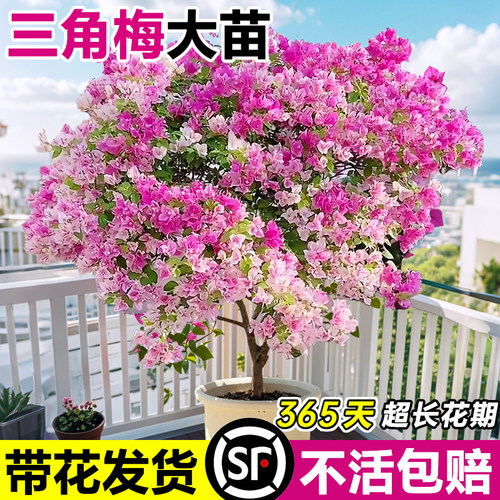 三角梅树苗盆栽带花苞绿樱三角梅