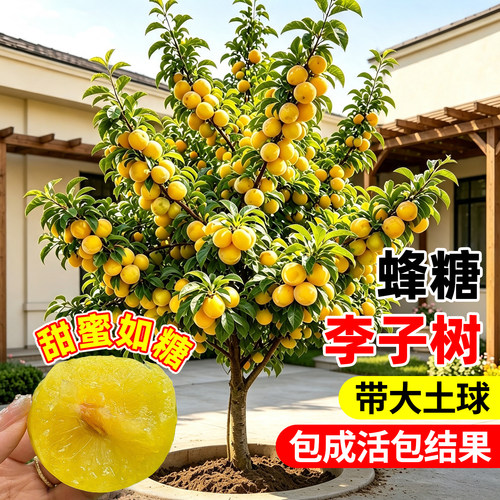 【全网热卖】蜂糖李子树苗