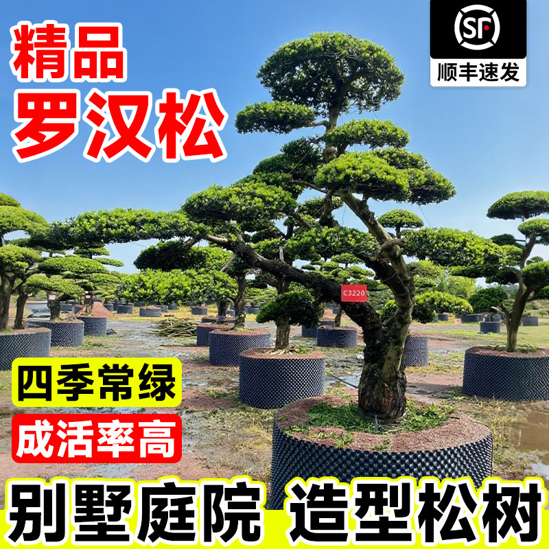 精选罗汉松树苗老桩别墅庭院地栽盆栽绿化苗四季常青观赏树盆景树