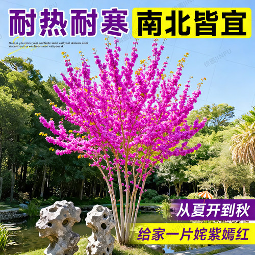 【爆款热销10万+】丛生紫荆花