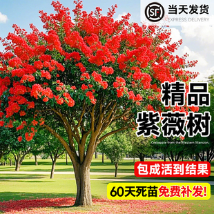 红花紫薇花树苗美国红火箭庭院大型老桩耐寒风景树丛生紫薇树苗