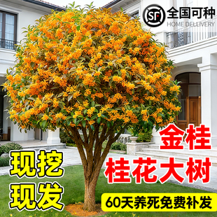金桂桂花树大树室外庭院地栽南北方种植耐寒浓香四季桂丹桂风景树