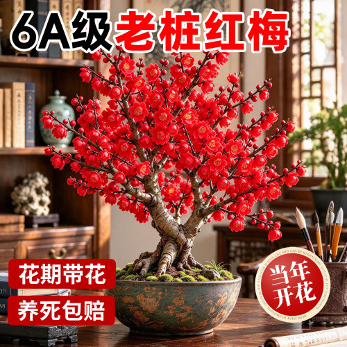 【全网热卖8万+】特级老桩红梅