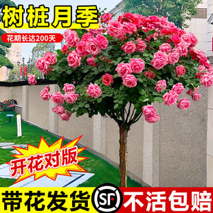 树桩月季花树庭院嫁接棒棒糖月季花苗特大花四季好养老桩植物盆栽