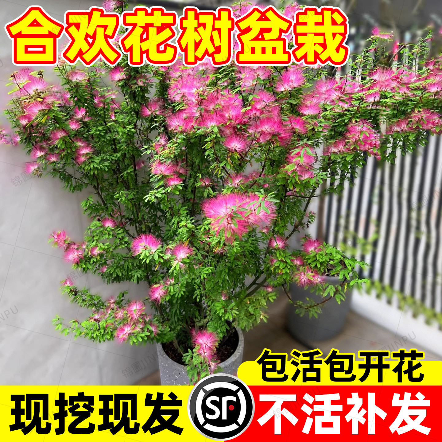 合欢花树盆栽绒花树苗室内外庭院地栽南北方种植多季开花绿化苗木