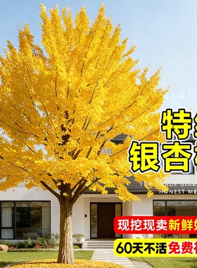特大金叶白果银杏树苗盆景庭院别墅老桩风景观叶树南北方耐寒地栽
