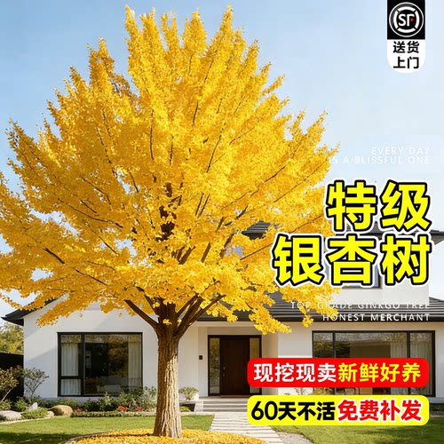 【爆款热销5万+】银杏大树苗