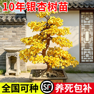 银杏树10年大苗庭院别墅地栽金叶白果盆栽南北方种植室外绿化大树