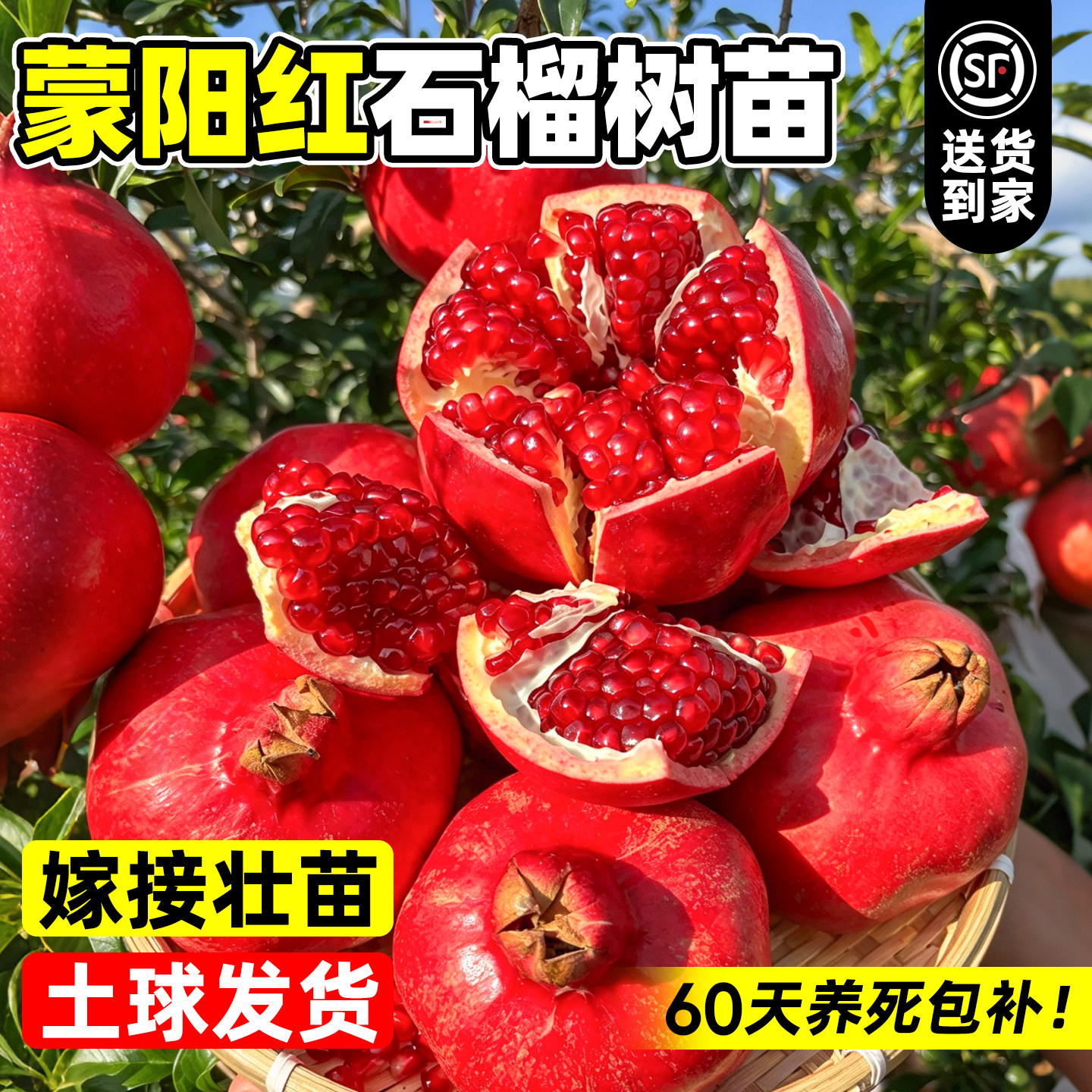 蒙阳红石榴树苗正宗突尼斯软籽嫁接庭院大果树南北方种植当年结果