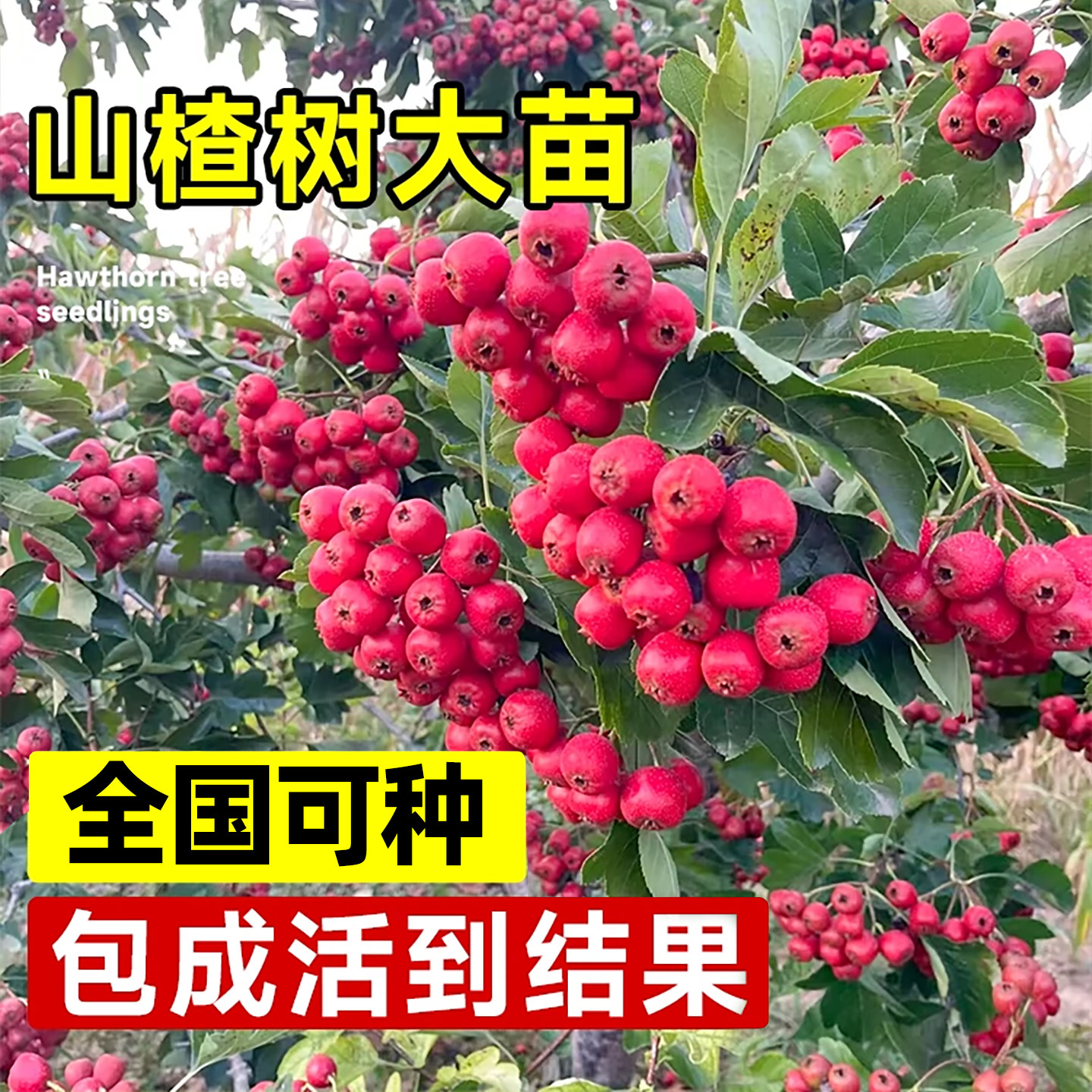 山楂树大苗嫁接山里红山楂苗南北方四季种植盆栽地栽种植当年结果