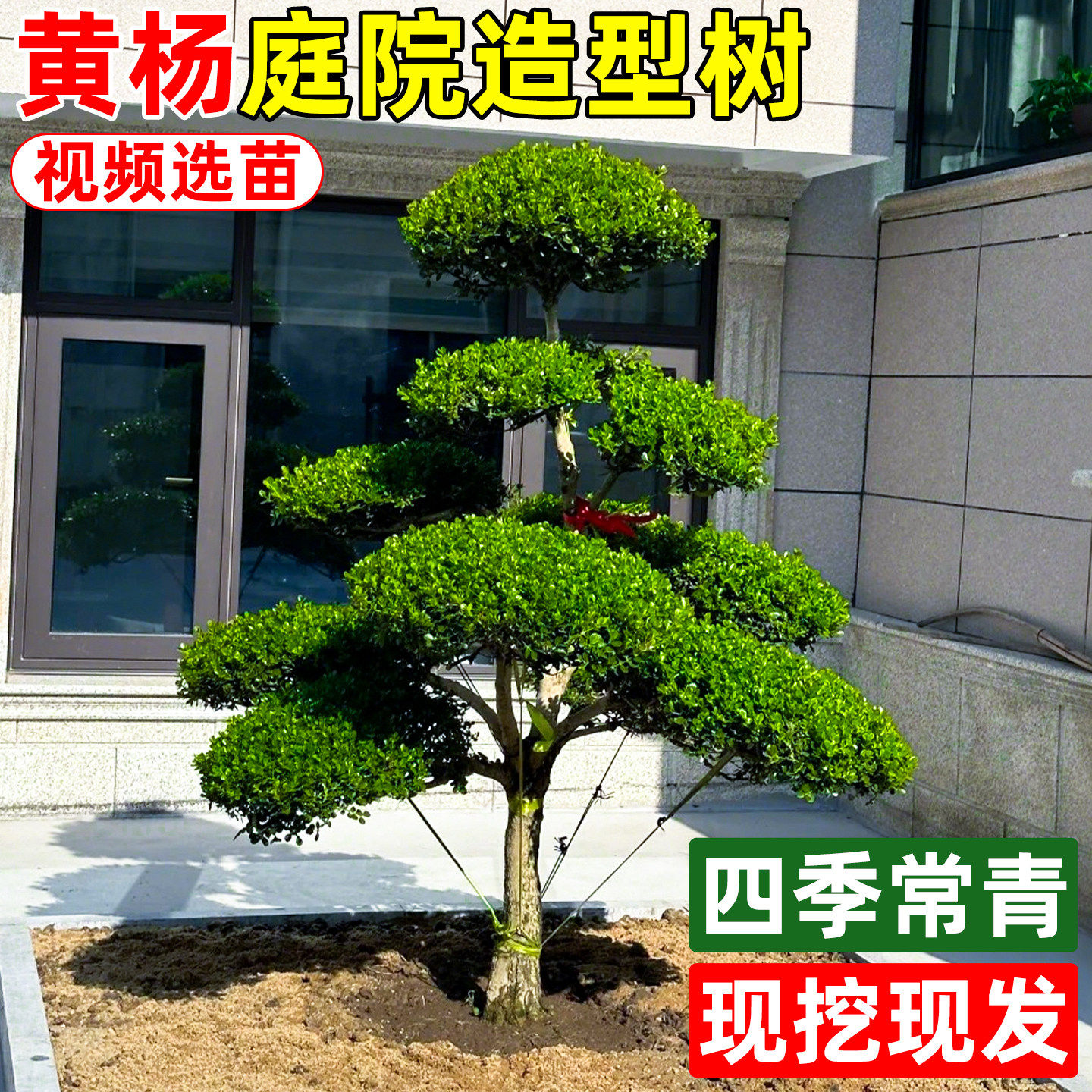 黄杨庭院造型树老桩盆景别墅小区罗汉松黑松小叶女贞四季常青造型,鲜花速递/花卉仿真/绿植园艺,观叶 /花灌木,淘宝优惠券,粉丝福利购,淘宝优惠卷