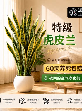 【全网热销10w+】金边虎皮兰绿植