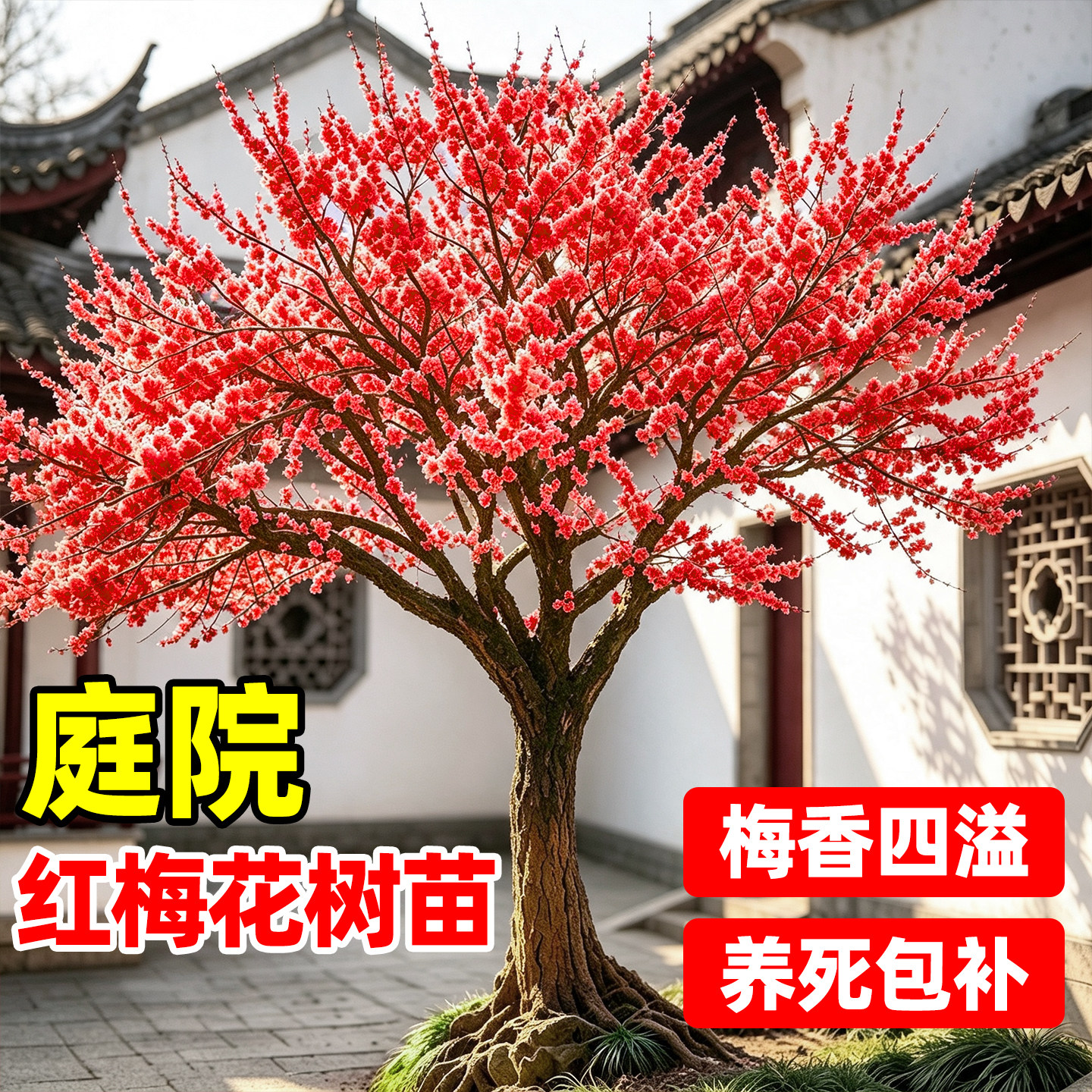 【全网热卖5万+】庭院红梅树苗图片