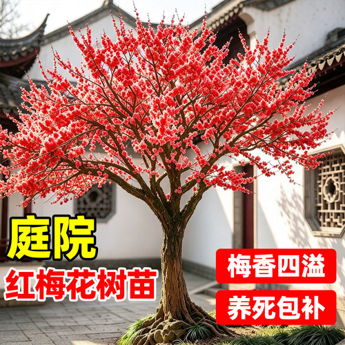【全网热卖5万+】庭院红梅树苗
