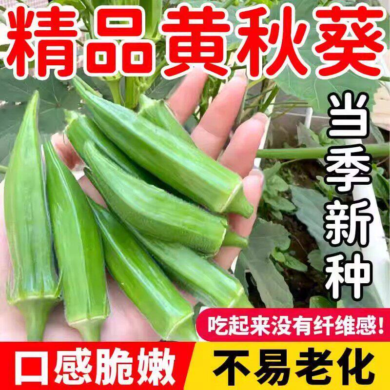 黄秋葵红秋葵种子阳台田园春夏秋四季播种果蔬籽抗热耐寒水果种子