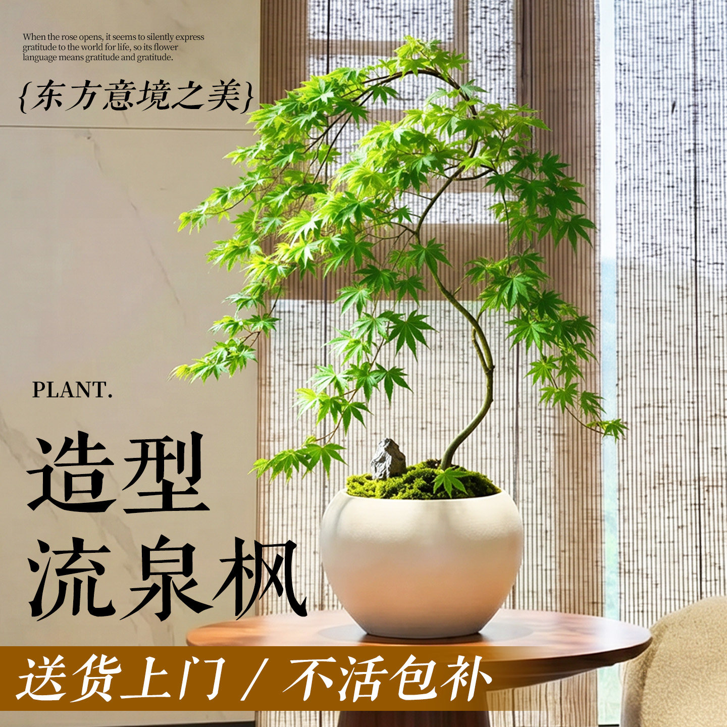 【热销款】黄金流泉枫盆栽图片