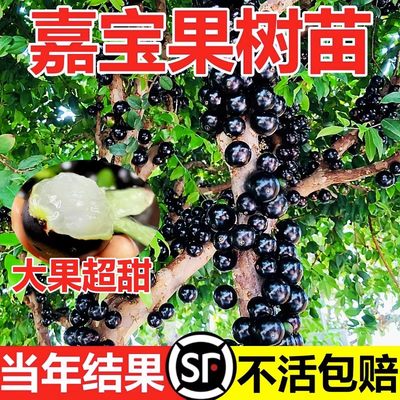 四季南北方种植葡萄苗庭院果树