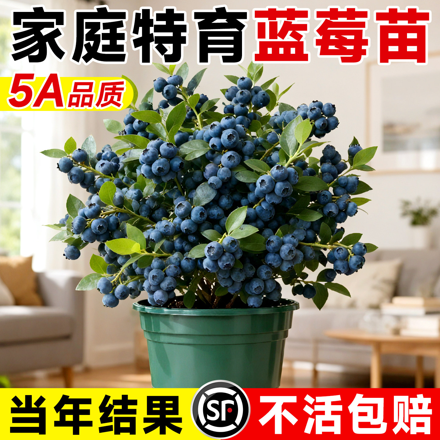 蓝莓树果苗盆栽特大号室内外蓝梅苗地栽阳台南北方种植四季果树