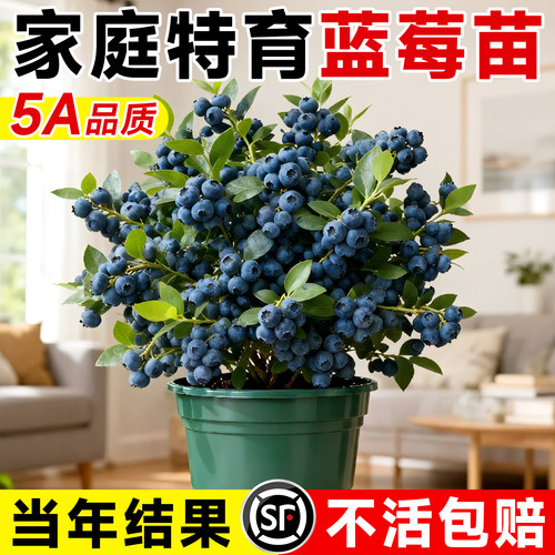 全网热销5万+蓝莓树果苗盆栽带果