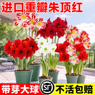 重瓣朱顶红进口种球带花苞阿弗雷竹顶红盆栽花卉室内阳台四季绿植