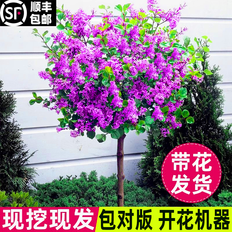 欧洲紫丁香花树苗浓香花卉耐寒庭院四季室外别墅白紫丁香花盆栽 鲜花速递/花卉仿真/绿植园艺 时令草本花卉 原图主图