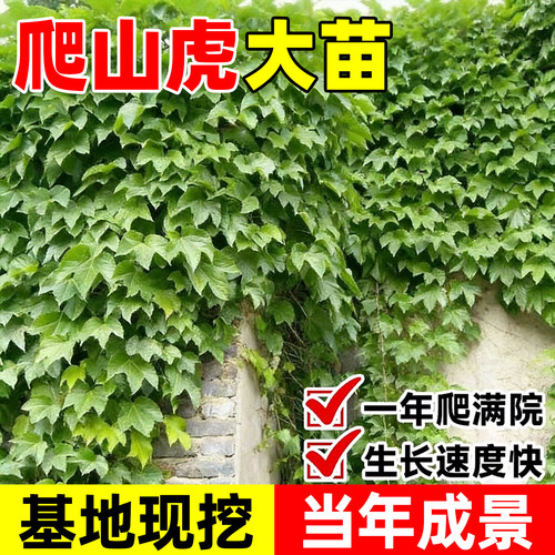 【热销榜top产品】爬山虎大苗