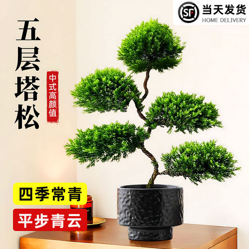 五层塔松真柏迎客松盆栽办公室内绿植物桌面客厅盆景教师节日送礼