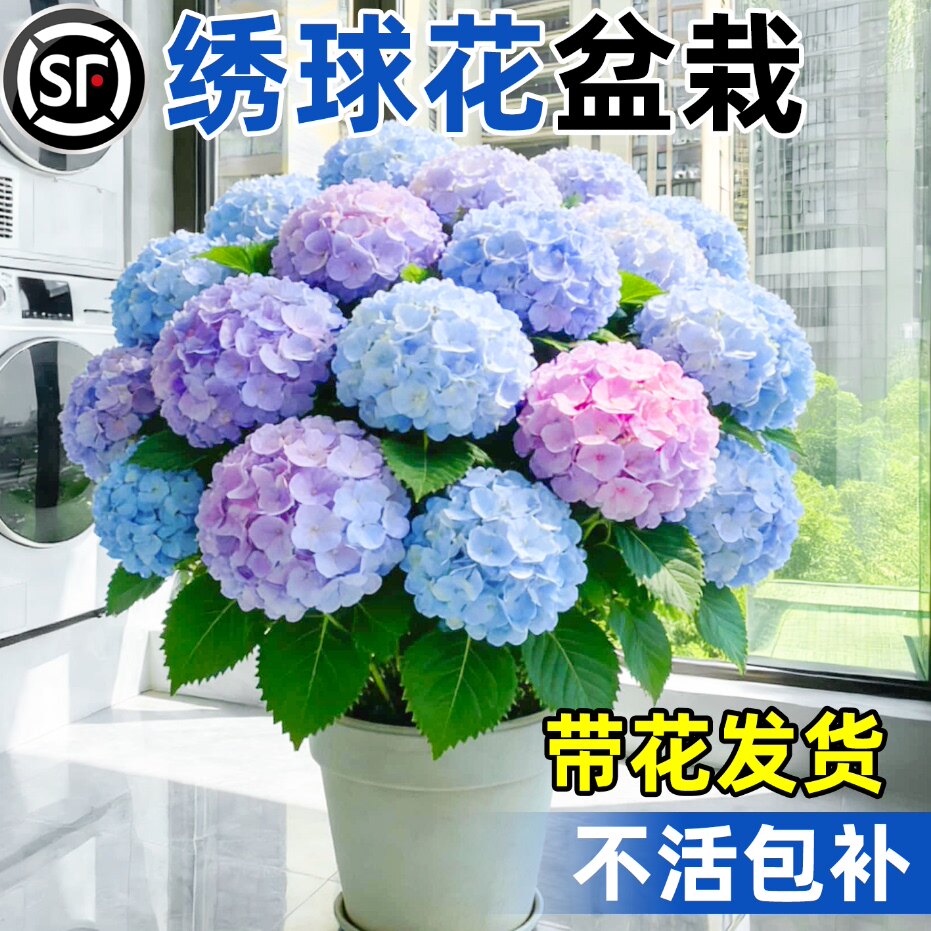 绣球花苗盆栽带花苞无尽夏绣球花老桩庭院室内阳台花卉绿植植物