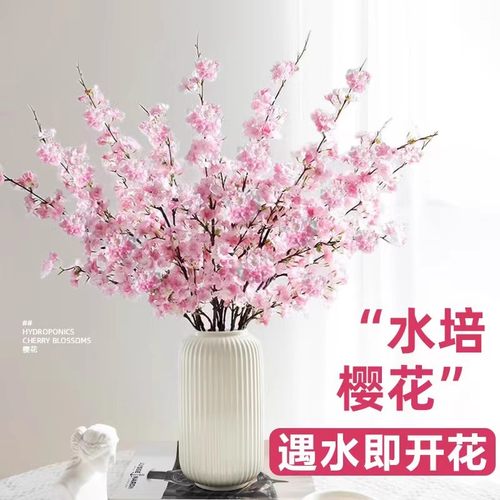 鲜花水培室内绿植盆栽基地直发