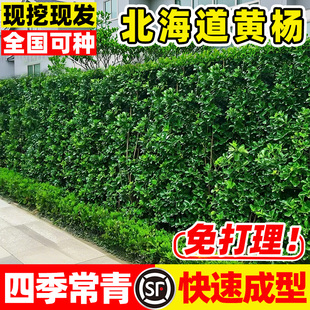 法国冬青树苗绿篱庭院日本珊瑚树围墙篱笆耐寒植物丛生北海道冬青